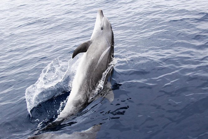 Dolphin Sightseeing on the Privateer Catamaran - Grand Lagoon cruising: the “settle in and watch” part