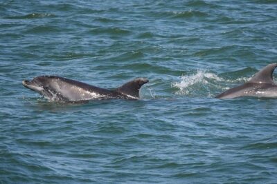 Dolphin Sightseeing on the Privateer Catamaran - How dolphin spotting really works (and why that’s okay)