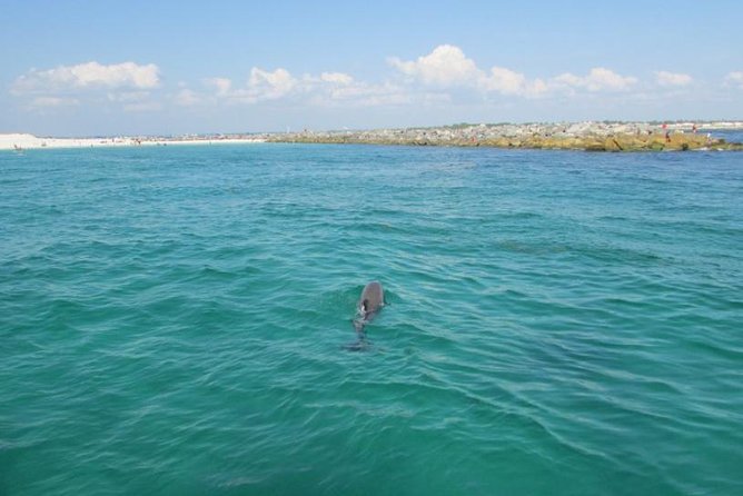 Dolphin Sightseeing on the Privateer Catamaran - Shell Island stop: what you’re likely to notice from the water