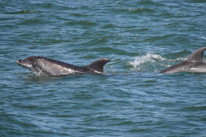 Dolphin Sightseeing on the Privateer Catamaran - How dolphin spotting really works (and why that’s okay)