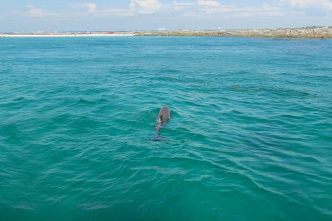 Dolphin Sightseeing Tour on the Footloose Catamaran - The dolphin search: how the crew works and what to expect