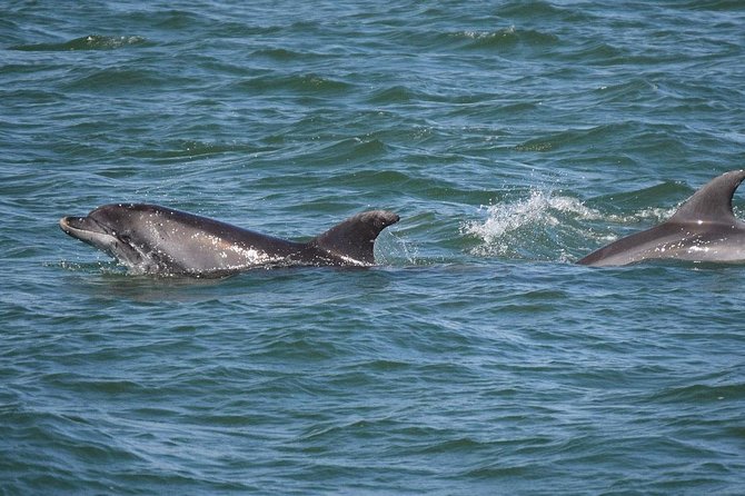 Dolphin Sightseeing Tour on the Footloose Catamaran - Price and value: why $40 feels fair (and when it might not)