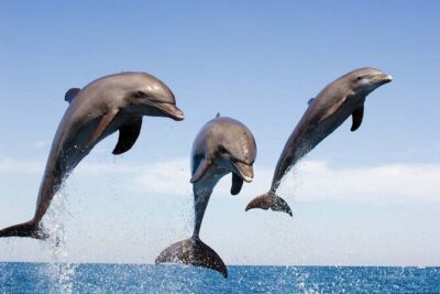 Dolphin Snorkel With private Speed Boat & Water Sports - Hurghada - Snorkeling With A Professional Guide At Two Reef Sites