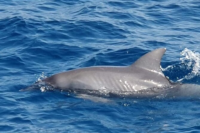 Dolphin Snorkel With private Speed Boat & Water Sports - Hurghada - Price And Extra Costs: When $6.01 Actually Works