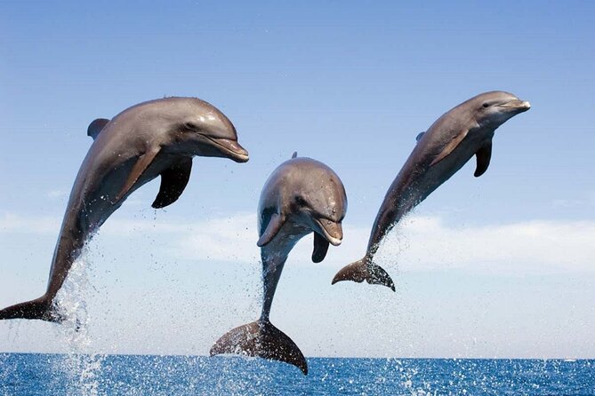 Dolphin Snorkel With private Speed Boat & Water Sports - Hurghada - Snorkeling With A Professional Guide At Two Reef Sites