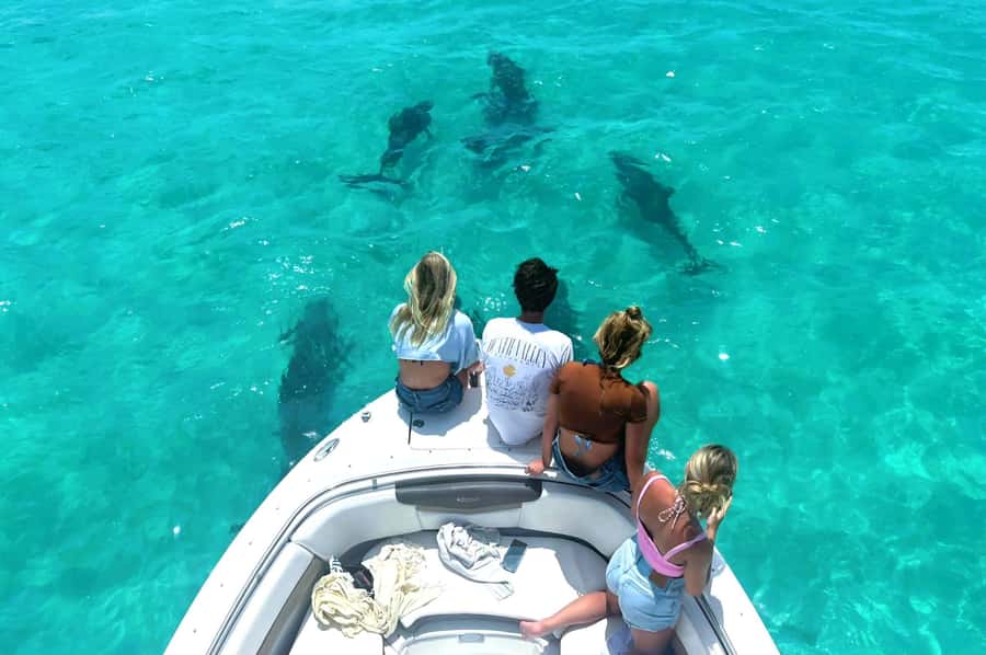 Dolphin & Snorkeling Key West - Key Points to Know Before You Go