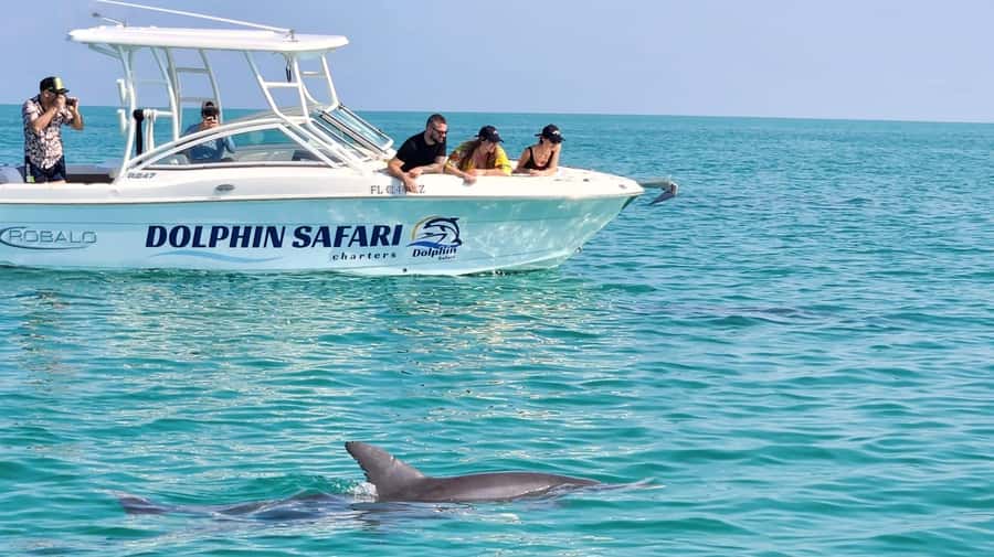 Dolphin & Snorkeling Key West - Dolphin Watching: Wild Encounters, Not a Script