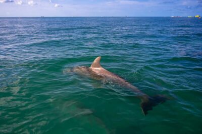 Dolphin & Snorkeling Key West - Meeting at Salty Oyster and Getting Set Up Fast