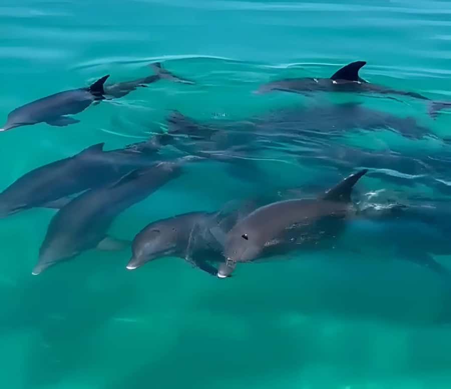 Dolphin & Snorkeling Key West - The Sandbar Stop: Where the Tour Slows Down
