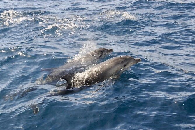 Dolphin spotting in the Gulf of Olbia - Quick takeaways before you go