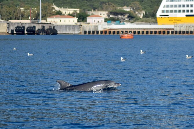Dolphin spotting in the Gulf of Olbia - Isola di Figarolo: the dolphin zone you’re aiming for
