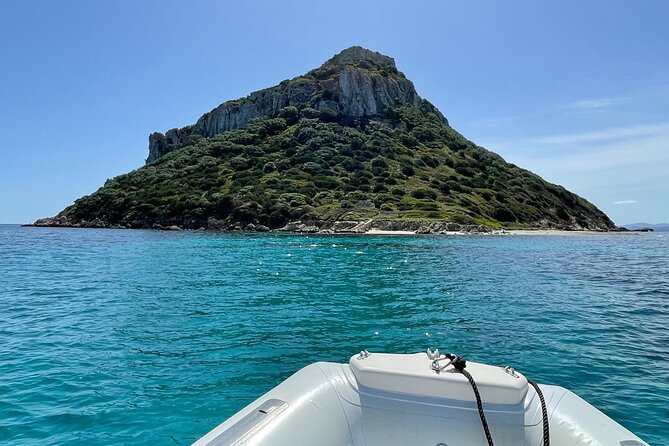 Dolphin spotting in the Gulf of Olbia - Price and value: $42.10 for 1.5 hours of expert-led wildlife
