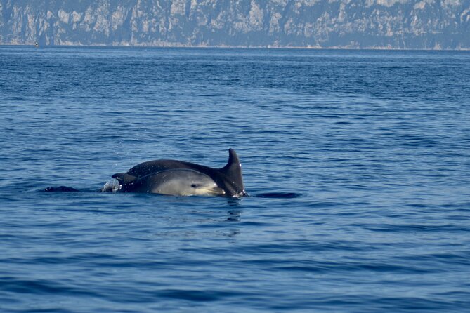 Dolphin spotting in the Gulf of Olbia - Cala Moresca (or Figarolo): a short beach-and-water reset