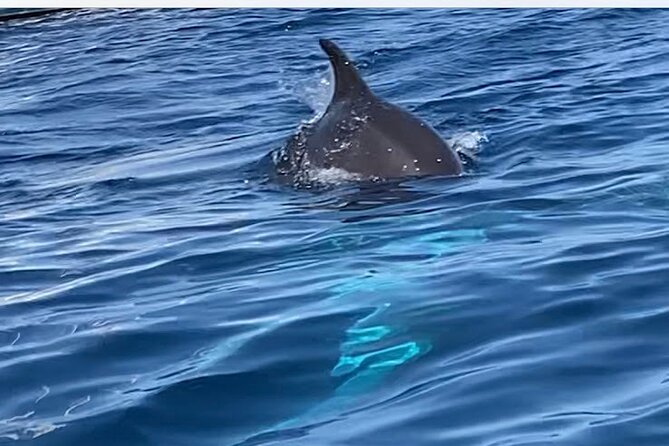 Dolphin-spotting SUP tour with Golfo Aranci aperitif - Paddling the Coast: Figarolo to Cala Moresca