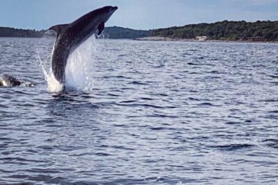 Dolphin Sunrise Adventure with Speedboat - Meeting in Vrsar for a Rovinj-area dolphin trip