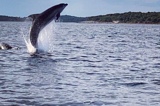 Dolphin Sunrise Adventure with Speedboat - Meeting in Vrsar for a Rovinj-area dolphin trip
