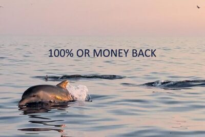 Dolphin Sunset Adventure with Speedboat - From Vrsar Dock to Speedboat: Timing and Meeting Point Reality