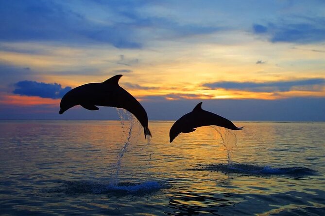 Dolphin Sunset Adventure with Speedboat - How Long It Takes (and How to Make the Most of Your Evening)