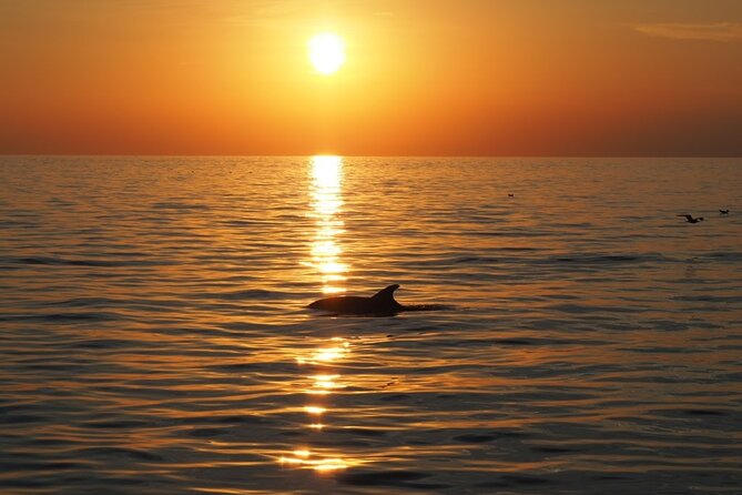 Dolphin Sunset Adventure with Speedboat - Who This Tour Fits Best in Rovinj and the Adriatic Coast