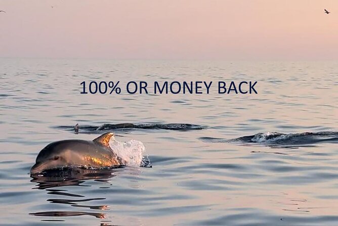 Dolphin Sunset Adventure with Speedboat - From Vrsar Dock to Speedboat: Timing and Meeting Point Reality