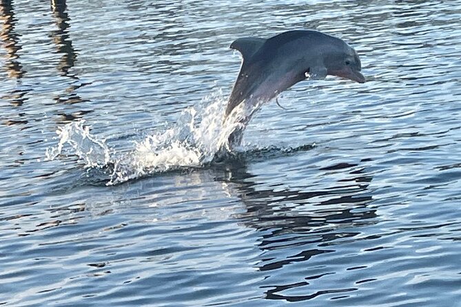 Dolphin Sunset Tour in Orange Beach - Why This Orange Beach Dolphin Sunset Tour Feels Like a Real Vacation