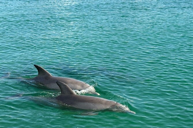 Dolphin Sunset Tour in Orange Beach - Crew Energy: Why Dolphin-Watching Feels Better When the Captain Actually Loves It
