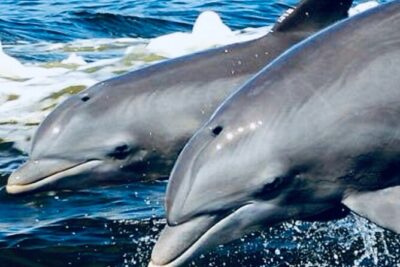 Dolphin Sunset Tour in Orange Beach - What You’ll Actually See: Dolphins, Bird Island Moments, and Waterfront Homes