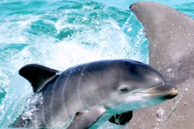 Dolphin Sunset Tour in Orange Beach - Price and Value: Is $31 for 90 Minutes Reasonable?