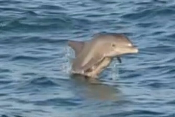Dolphin Sunset Tour in Orange Beach - Meeting Point at 26619 Perdido Beach Blvd: The Simple Start and Easy Return