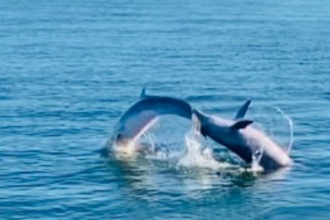 Dolphin Sunset Tour in Orange Beach - Best Timing: The Weekday Afternoon Window
