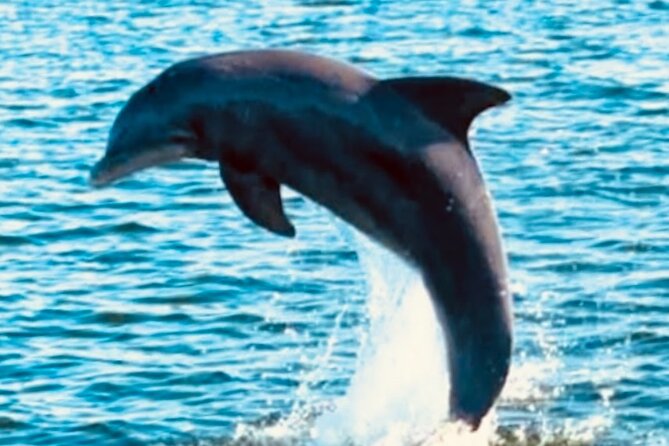Dolphin Sunset Tour in Orange Beach - When Weather Changes Plans: How to Think About Cancellations