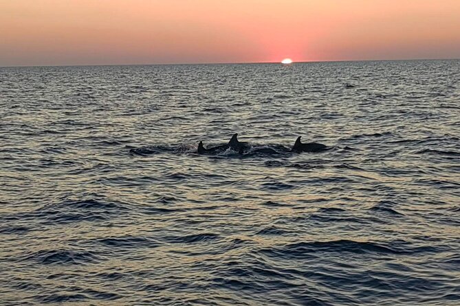 Dolphin & Sunset tour with Brijuni panorama - Meeting point and mobile tickets: keep it simple at check-in