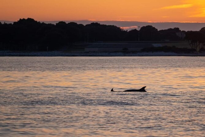 Dolphin & Sunset tour with Brijuni panorama - Weather matters for a dolphin and sunset plan