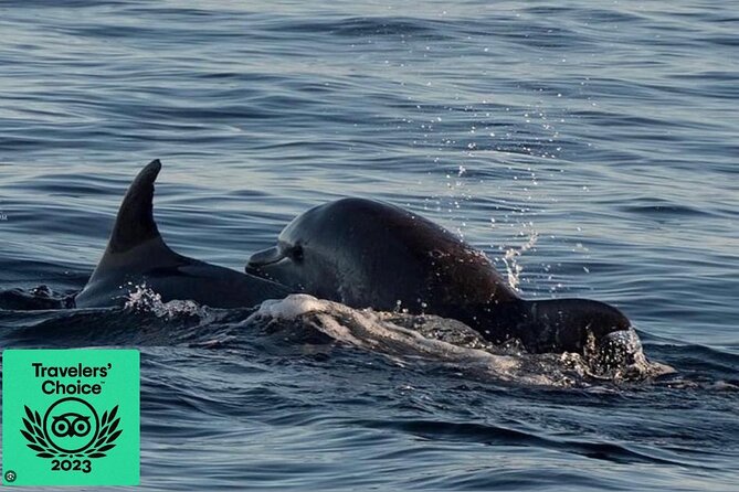 Dolphin & Sunset tour with Brijuni panorama - Brijuni National Park cruise: dolphins, plus real guidance