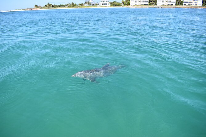 Dolphin Tiki Cruise around Fort Myers Beach - Wildlife beyond dolphins: manatees, sting rays, and the bay’s cast of characters