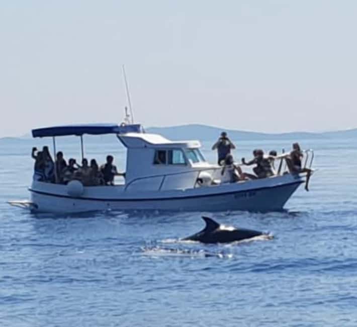Dolphin tour 2 hours - Key Highlights at a Glance