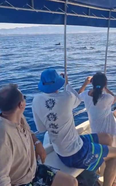 Dolphin tour 2 hours - Dolphin Watching from a Speedboat: What You Should Actually Look For