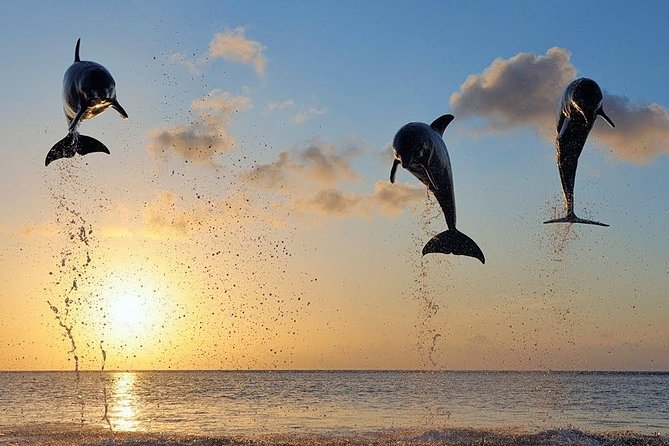 Dolphin Tour and Sunrise Watching in Lovina Beach - All Inclusive - Why Lovina sunrise dolphins are worth the early wake-up