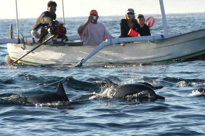 Dolphin Tour and Sunrise Watching in Lovina Beach - All Inclusive - Price and value: does $79.99 make sense