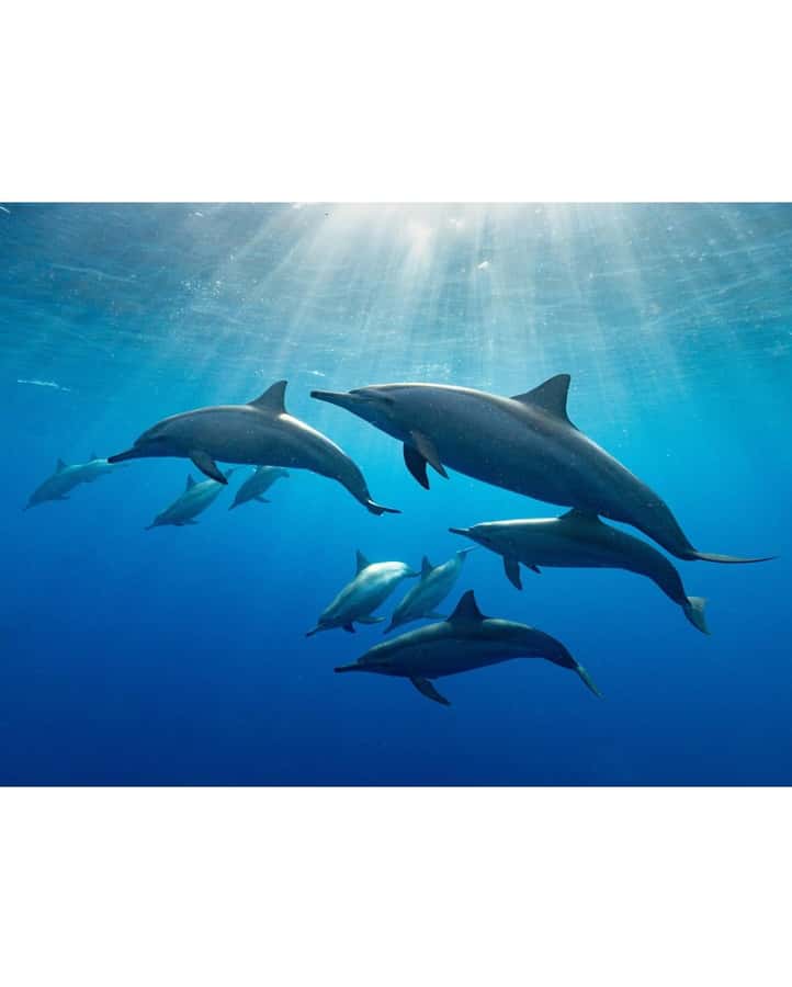 Dolphin tour at kizimkazi and Salaam cave - Key Points to Know Before You Go