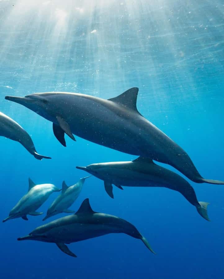 Dolphin tour at kizimkazi and Salaam cave - Price and Value: Why $75 Can Be a Deal or a Letdown