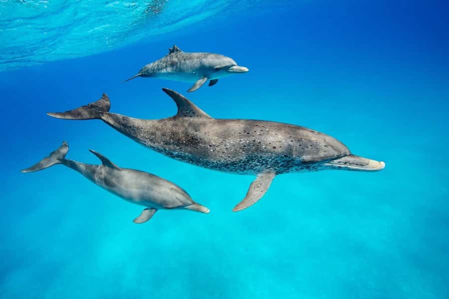 Dolphin tour at kizimkazi and Salaam cave - The Morning Tempo: Speedboats, Swim Blocks, and Timing