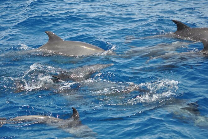 Dolphin Tour Banana Boat from Soma /Sahl Hasheesh/makadi/Safaga - Early-morning pickup from Soma, Sahl Hasheesh, Makadi, or Safaga