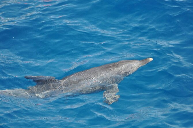 Dolphin Tour Banana Boat from Soma /Sahl Hasheesh/makadi/Safaga - Lunch onboard: the fueling part of a long sea day
