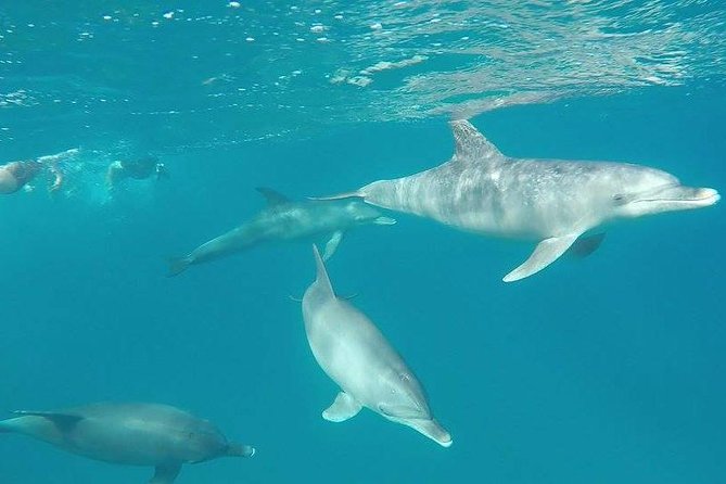 Dolphin Tour Banana Boat from Soma /Sahl Hasheesh/makadi/Safaga - Snorkeling 2–3 reef trips: where the Red Sea does the talking