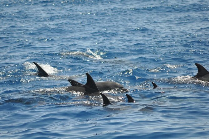 Dolphin Tour Banana Boat from Soma /Sahl Hasheesh/makadi/Safaga - Price and value: why $34.84 can work (and when it won’t)