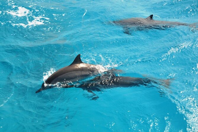 Dolphin Tour Banana Boat from Soma /Sahl Hasheesh/makadi/Safaga - Dolphin time: how to get the most out of the encounter