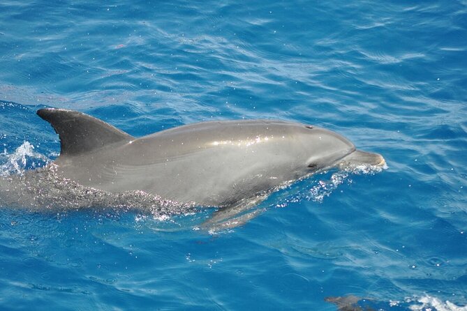 Dolphin tour & banana boat fun with snorkeling from Hurghada - Hotel Pickup to Dolphinhouse: the morning rhythm that sets the tone