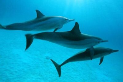 Dolphin tour & banana boat fun with snorkeling from Hurghada - Lunch on the trip: food on board beats the usual beach buffet scramble