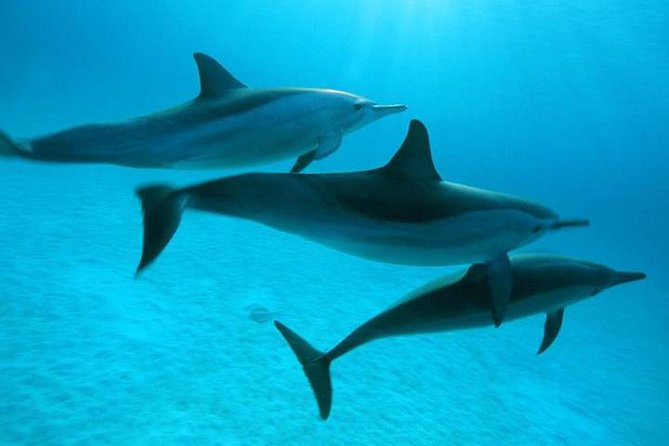 Dolphin tour & banana boat fun with snorkeling from Hurghada - Gear and water comfort: when wetsuits become the deciding factor
